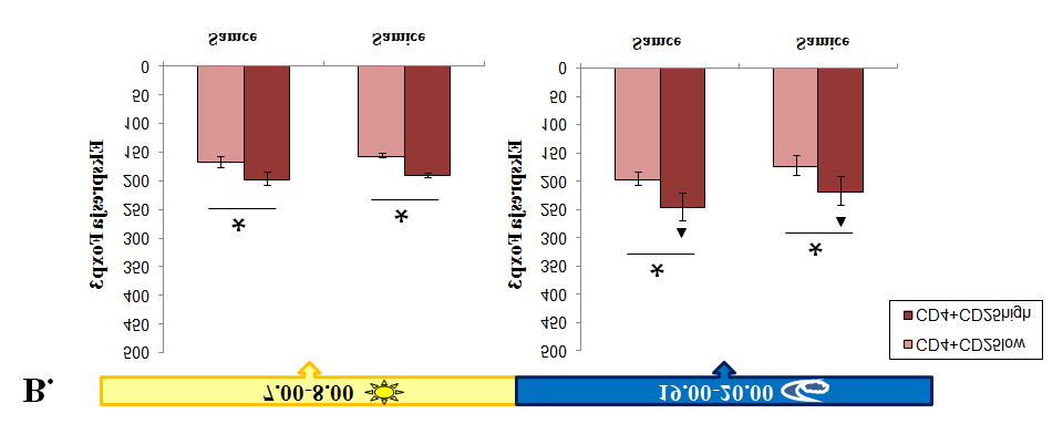 Ryc. 14 Ekspresja czynnika Foxp3 w zależności od pory dnia Ekspresja Foxp3 w populacji tymocytów CD4+CD25 low i CD4+CD25 high samców i samic szczepu C57/BL6 (A) oraz BALB/c (B) rano i wieczorem.