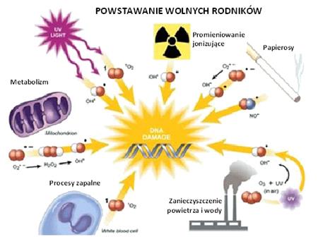 WOLNE RODNIKI!