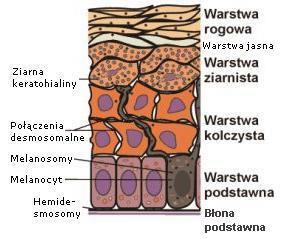 NASKÓREK