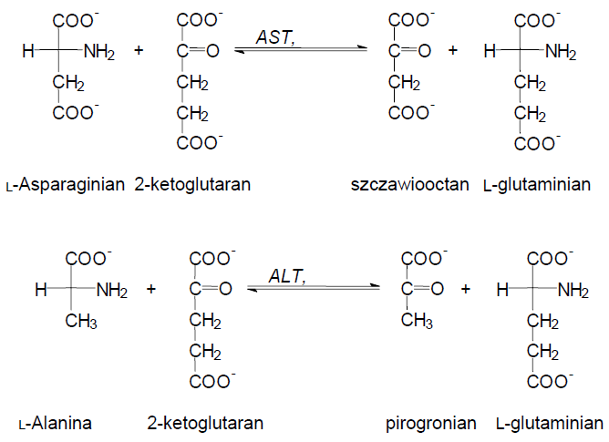 Aminotransferazy (AST i ALT) AST: asparaginianowa (EC 2.6.1.