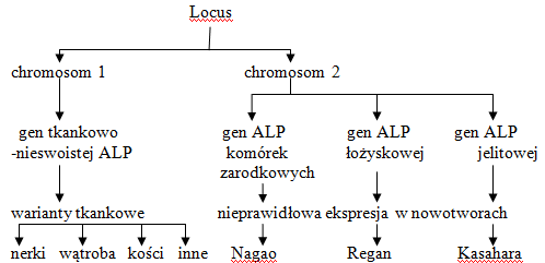 Oznaczanie izoenzymów i izoform ALP Właściwości wykorzystywane w celu różnicowania izoenzymów i izoform: