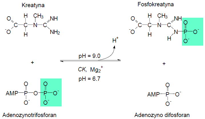 Kinaza kreatynowa (CK) katalizuje odwracalną reakcję fosforylacji kreatyny przez ATP niestabilny w osoczu traci aktywność na skutek utleniania reszt sulfhydrylowych w centrum aktywnym aktywność w