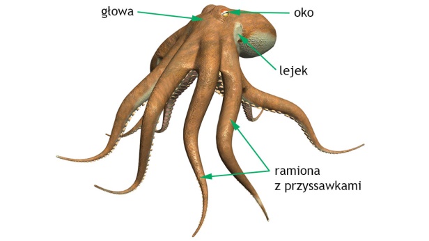 0kg. 4. Prowadzą osiadły tryb życia, przytwierdzone do skał(ostrga) lub zakopane w mule (szczeżuja). 5. Składają się z nogi i worka trzewiowego, większość nie posiada oczu. 6.