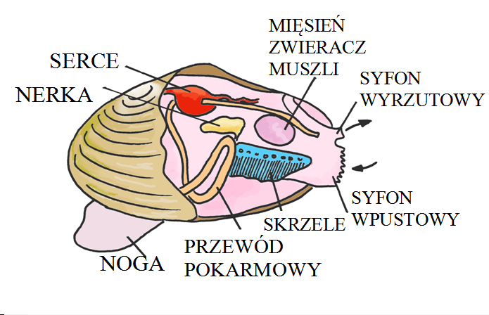 a. Słodkowodne : szczeżuja, skójka, racicznica b. Słonowodne: ostrygi, perłopław, (sercówka, rogowiec, omułek, małgiew- małże Bałtyku) 2.