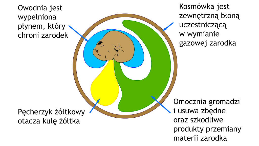 13.Układ krwionośny zamknięty, dwa obiegi krwi, Serce trójdzielne, ale w komorze niepełna przegroda, co częściowo zapobiega mieszaniu się krwi, serce krokodyla czterodzielne i