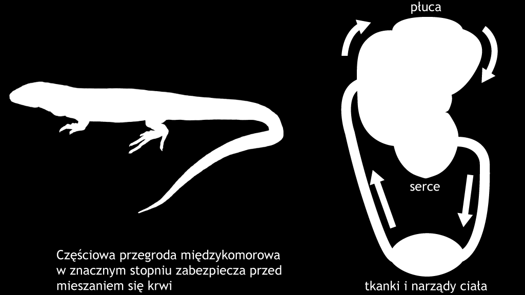 Ochrona jest konieczna, grozi im wyginięcie ze względu na Przekształcanie, degradację i zanieczyszczenie środowiska Rozwój komunikacji Umyślne tępienie przez ludzi Pozyskiwanie