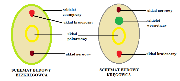 Uczeń: 10) porównuje cechy morfologiczne, środowisko i tryb życia grup zwierząt wymienionych w pkt.