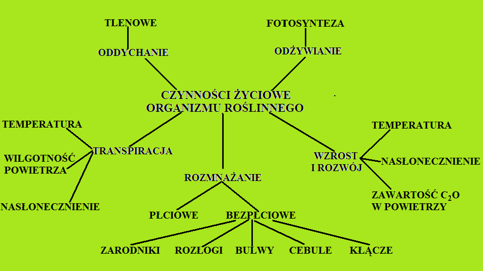 V. BUDOWA, FUNKCJONOWANIE ORGANIZMU ROŚLINNEGO NA PRZYKŁADZIE ROŚLINY OKRYTOZALĄŻKOWEJ UCZEŃ: 1) wymienia czynności życiowe organizmu roślinnego Ćwiczenie 4. Czynności życiowe organizmu roślinnego.