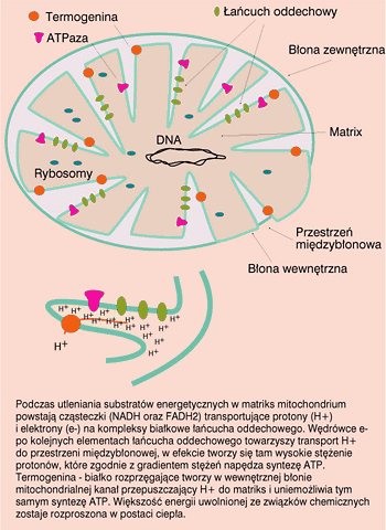 Tkanka tłuszczowa brunatna - TERMOGENEZA Mitochondria mają tę cechę, że procesy transportu protonów i syntezy ATP są luźno sprzężone.