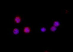 Embryonic-Like stem cell) Komórka macierzysta