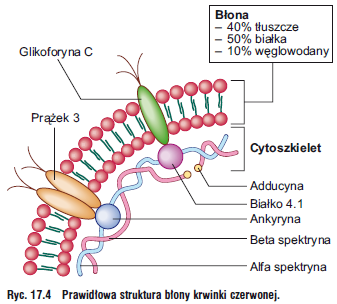 Nieprawidłowości w budowie erytrocytów Krwinki czerwone mogą przechodzić przez małe naczynia kapilarne, ponieważ struktura