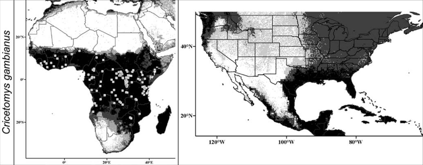 Evaluating commercially available rodenticide baits for invasive Gambian giant