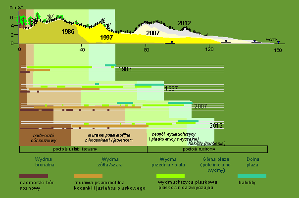 Sukcesja roślinności w profilu akumulacyjnym (Mierzeja Bramy