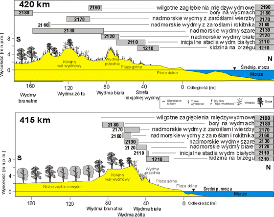 Ryc. 14. Zależność szerokości siedlisk Natura 2000 od budowy profilu brzegu wydmowego (Łabuz) Tabela 6.