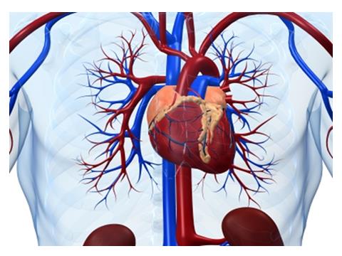 PACJENCI ZE ZMIANAMI W UKŁADZIE SERCOWO - NACZYNIOWYM Do 18 roku życia około 78% pacjentów ze zmianami w układzie sercowo naczyniowym NIE