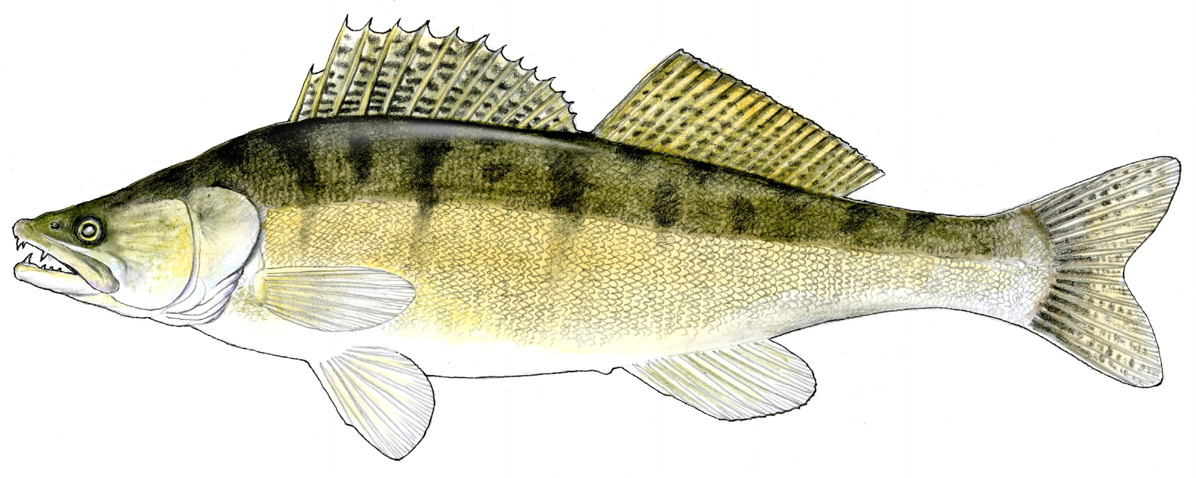 21 > Okoniowate Sandacz (Sander lucioperca) ang. Pikeperch, Zonder Po tarle samiec pilnuje gniazda z ikrą oraz wylęgniętych larw.