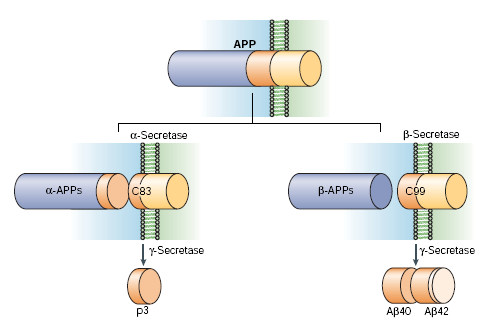 Dwie drogi przemiany prekursora (amyloid precursor protein) APP I. Droga nieamyloidogenna proteololizy APP α-sekretaza II.