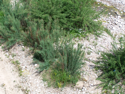 górskich potoków 3230 Zarośla wrześni na kamieńcach i