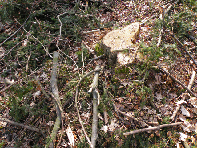 7 gatunków drzew leśnych: sosna zwyczajna Pinus sylvestris świerk pospolity Picea abies