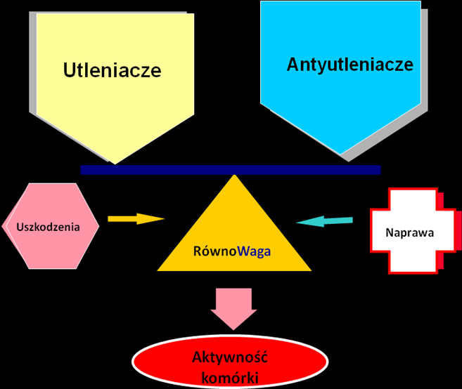 Rys. 3. Równowaga oksydacyjna. 1. Systemy naprawcze 1.1. Naprawa białek - proteinazy (odcinają utlenione białka), proteazy (tną produkty aktywności proteinaz), peptazy (tną produkty aktywności proteaz na aminokwasy).