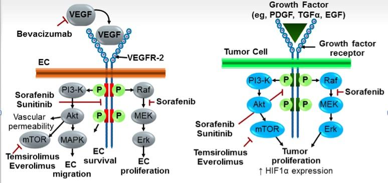 Cele molekularne INHIBITORY mtor, INHIBITORY VEGF, IMMUNOTERAPIA 2007: sorafenib, sunitynib, temsyrolimus, bewacyzumab 2008: ewerolimus 2010: pazopanib 2011: