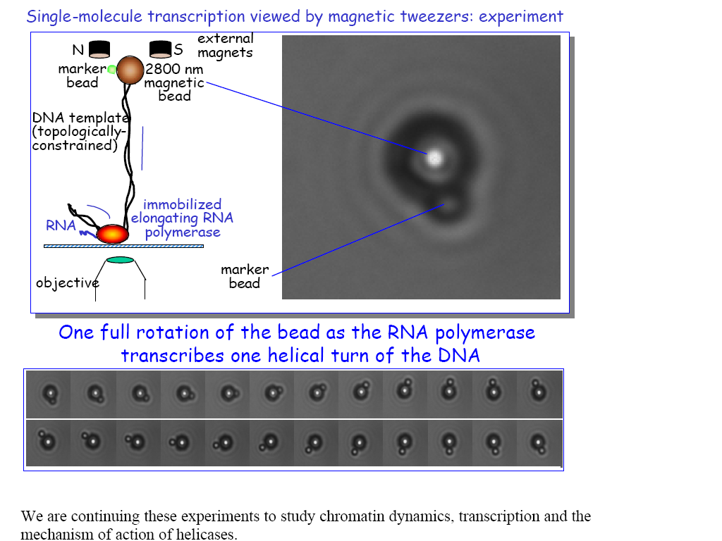 Szczypce magnetyczne- obserwacja transkrypcji RNA z DNA www.cbp.pitt.edu/faculty/leuba/pdfs/magtweez.