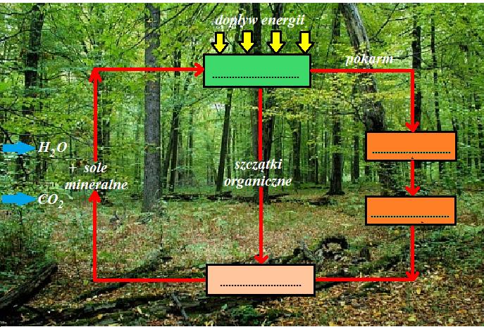 Ćwiczenie 3. Krążenie materii w ekosystemie.