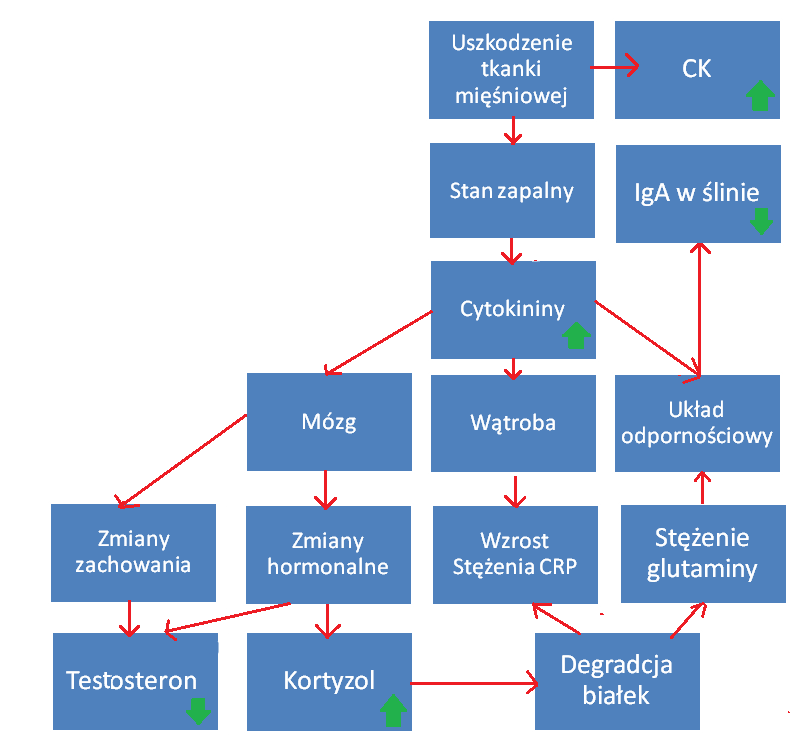 Do hipotez dotyczących przyczyn powstawania zespołu przetrenowania zalicza się również teorię związaną z uszkodzeniami mięśni [11]. Udowodniono, że wysiłek fizyczny wpływa na zwiększenie tzw.