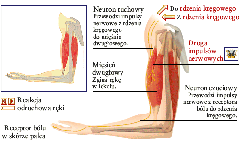 Odruchy monosynaptyczne odruch kolanowy odruch na rozciągnięcie m.