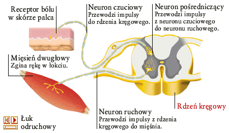 ŁUK ODRUCHOWY Droga dośrodkowa Ośrodek