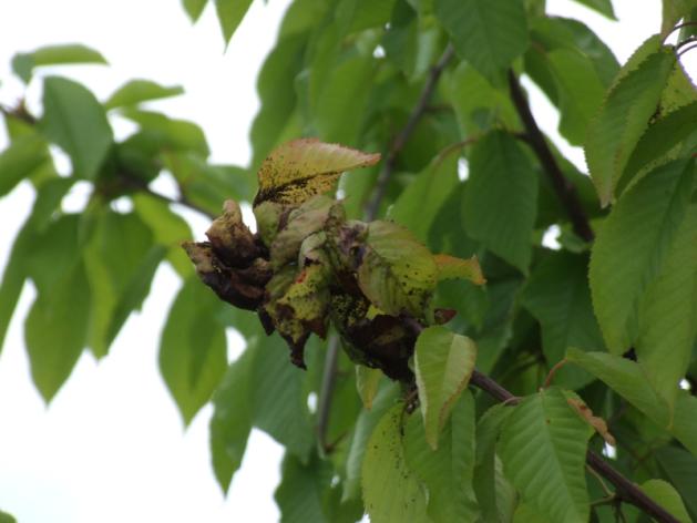 Czereśnia, wiśnia Mszyca czereśniowa Szkodnik żerujący na liściach drzew. Po początkowej fazie tworzenia kolonii liście zwijają się wzdłuż głównego nerwu w fazie końcowej usychają.