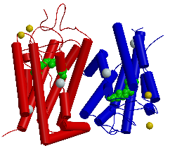 białka tutaj: dimer rodopsyny Dopasowanie modelu białka do map gęstości elektronowej