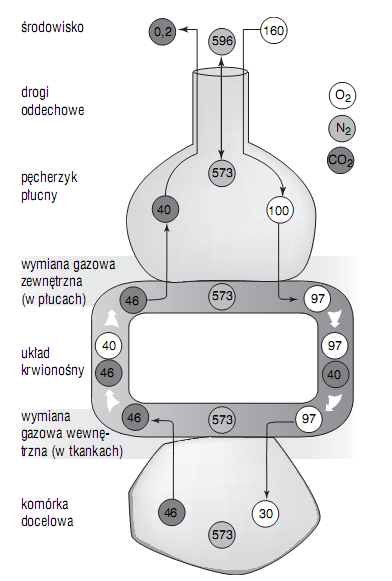 Zadanie 37. (1 pkt) Podany schemat przedstawia zasadę transportu gazów oddechowych w ciele człowieka z uwzględnieniem ciśnień parcjalnych gazów w mmhg.
