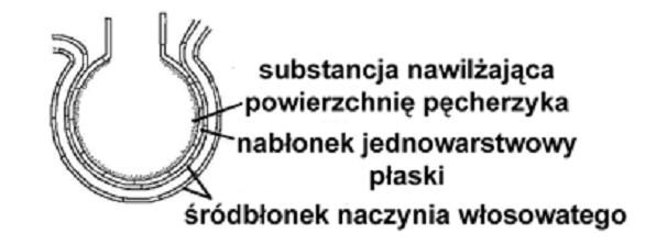 Ciśnienie parcjalne tych gazów w powietrzu pęcherzykowym jest inne niż ich prężność w naczyniach włosowatych. C.