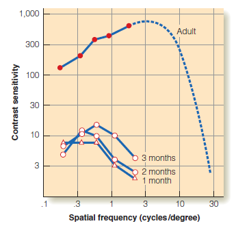Wrażliwość na kontrast Niemowlęta mogą odbierać jedynie prążki o małych częstościach przestrzennych Nawet dla tych niskich częstości wrażliwość jest