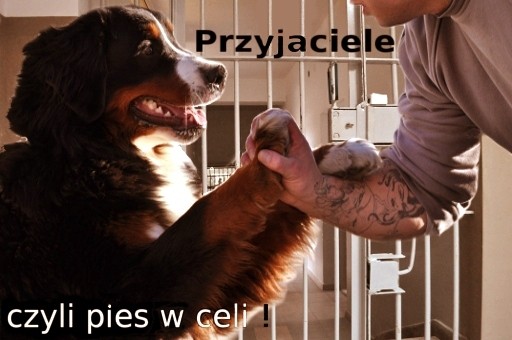 PRZYJACIELE, CZYLI PIES W CELI Program społecznej readaptacji skazanych z wykorzystani em elementów dogoterapii Cel Populacja Miejsce Ułatwienie pokonywania oporów przed nawiązaniem kontaktu,