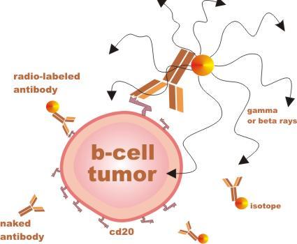 Nowe radiofarmaceutyki terapeutyczne- opracowanie metody znakowania 177 Lu przeciwciała anty-cd-20 (Rytuksymab) Przeciwciała monoklonalne są obecnie szeroko wykorzystywane w leczeniu wielu chorób.