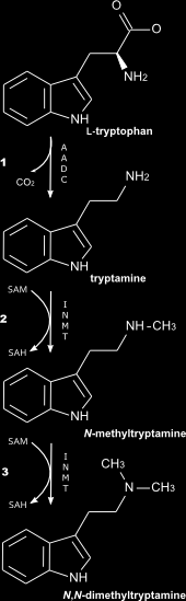 ) N,N-dimetylotryptamina (DMT) meskalina (3700 BC) analogi strukt.
