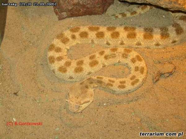 2013-01-11 Wśród węży można wyodrębnić rodzinę wężowatych, z których tylko niektóre rodzaje są jadowite oraz rodzinę żmijowatych, których każdy gatunek jest niebezpieczny.