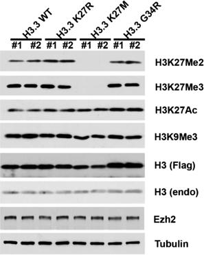 Effect of H3K27M mutation on H3K27 methylation H3.