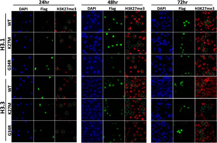 Gradual loss of H3K27me3 in MEF cells