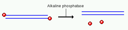 Enzymy modyfikujące końce fragmentów kwasów nukleinowych Fosfataza alkaliczna Źródło: jelito cielęce (fosfataza CIP, ang. Calf Intestine Phosphatase), E. coli (fosfataza BAP, ang.