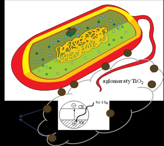 komórkowej bakterii w wyniku działania aktywnych form tlenu wytworzynych w procesie fotowzbudzenia TiO 2 /C; d) destrukcja błony cytoplazmatycznej i DNA komórki bakteryjnej na skutek fagocytozy ROS