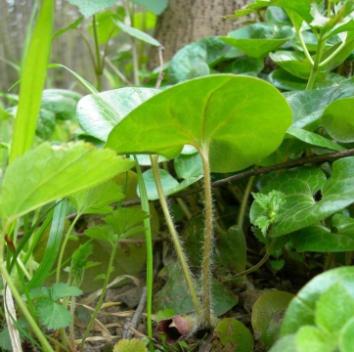 Śląskiego Ogrodu Botanicznego liczy ponad 650