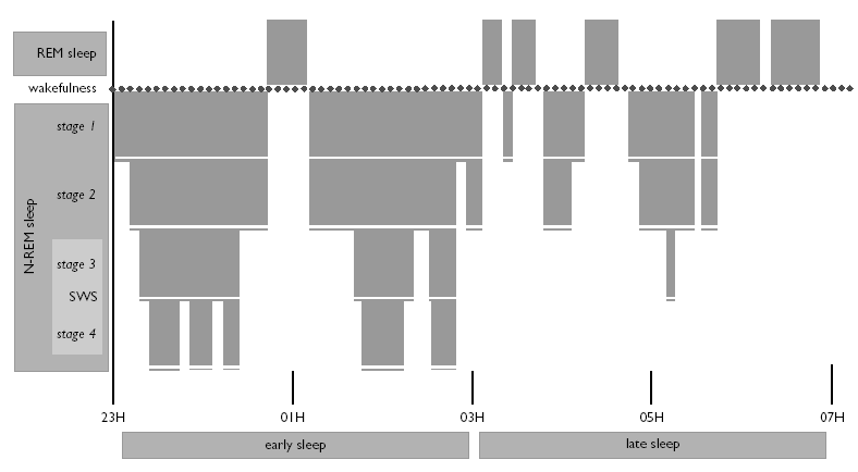 Typowy hipnogram całonocnego snu człowieka, z zaznaczonymi stadiami NREM oraz epizodami REM we wczesnym (early) i późnym (late) okresie snu Ilość NREM maleje, ilość REM rośnie.