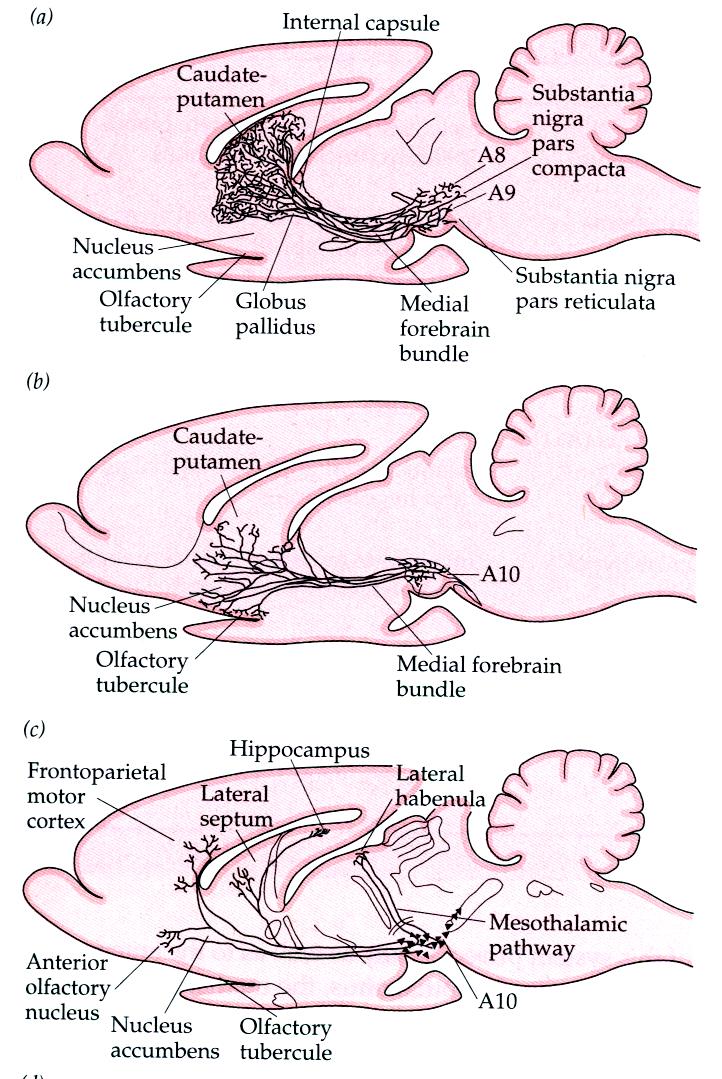 układ nigrostriatalny - z istoty czarnej (A9) do grzbietowego striatum (gałka blada, skorupa, j.