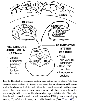 J. Hensler, 2006 2 systemy serotonergiczne: MR (B8, z tyłu) M włókna o grubych aksonach i obwodowych