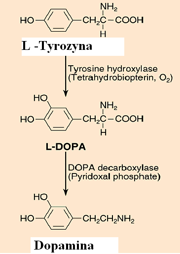 Biosynteza