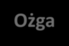 II edycja Alicja Ożga Elektroodpady