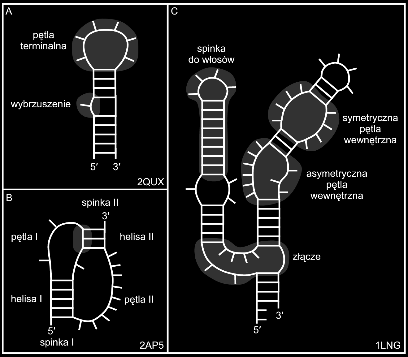 Rycina 4. Podstawowe typy motywów drugorzędowych na przykładzie struktur RNA: A) operatora translacji 2QUX (Chao, i wsp., 2008); B) pseudowęzła z mrna roślinnego luteowirusa 2AP5 (Cornish, i wsp.